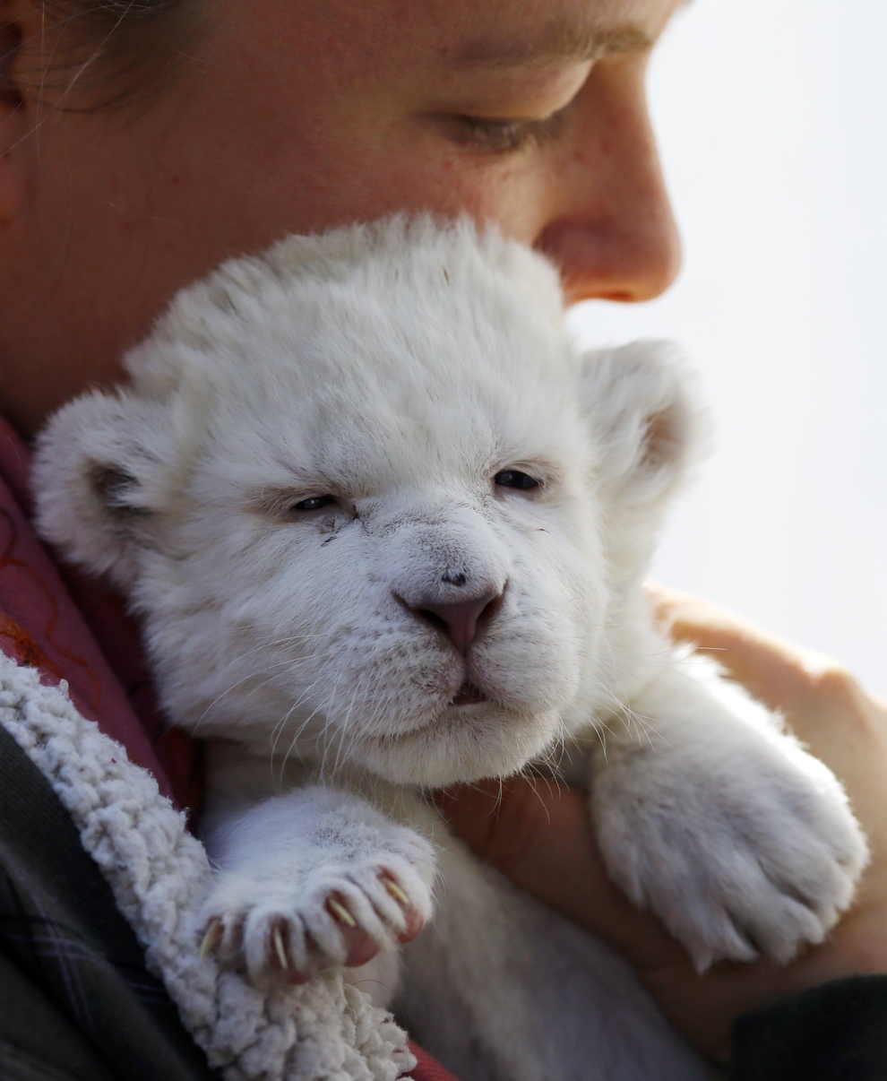 white lion cub