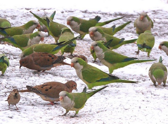 wild parrots in brooklyn