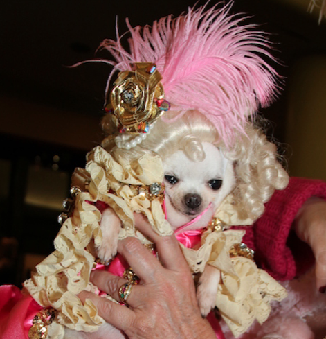 poor fashion week dogs