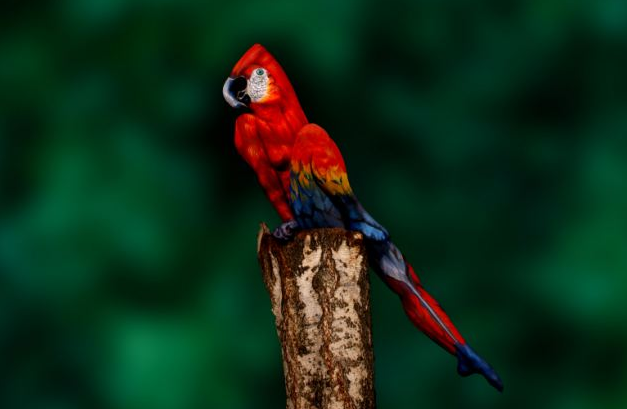 body art parrot