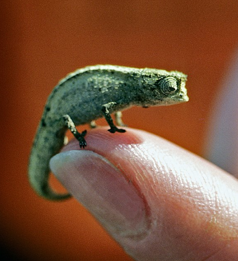 worlds smallest animals