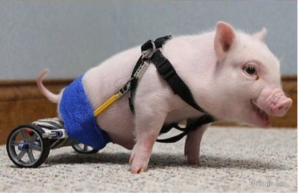pig with no legs