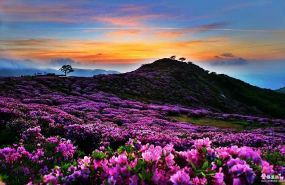 Mt Hwangmaesan azaleas