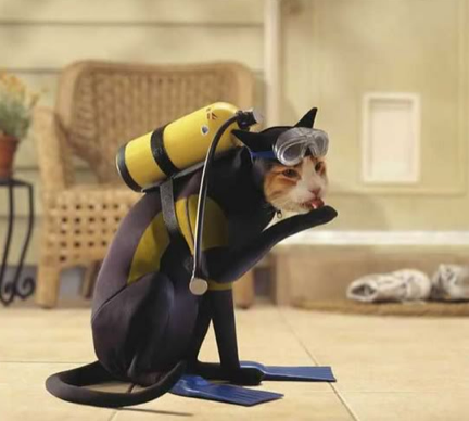 ridiculous cat costumes