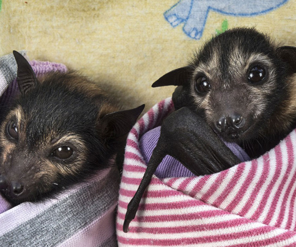 abandoned baby bats