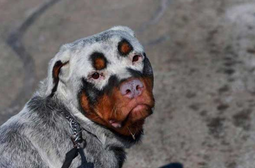 dogs with crazy coats