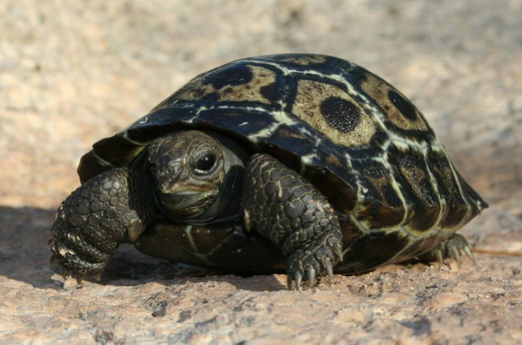 galapagos turtle hatchlings