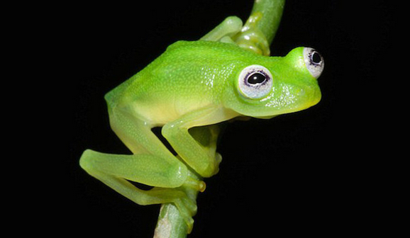 real life kermit the frog