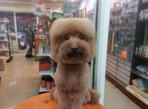 geometric dog grooming