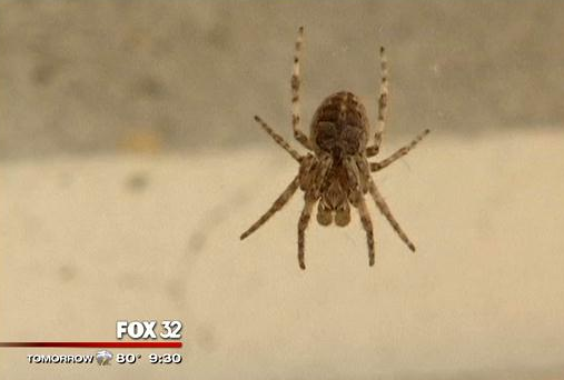 flying spiders in chicago