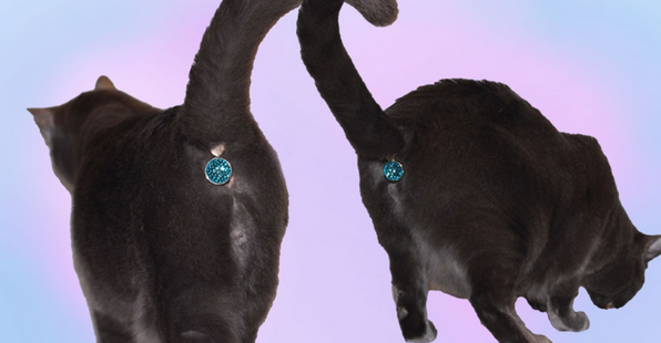 cat butthole jewels