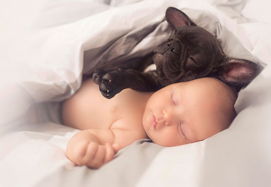 baby bulldog best friends