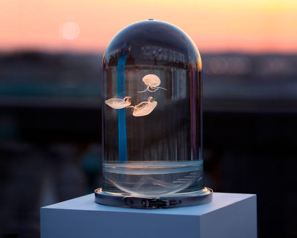 darwin jellyfish tank