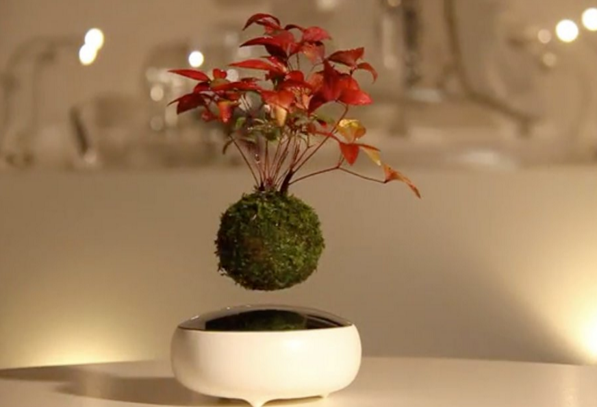 floating bonsai trees