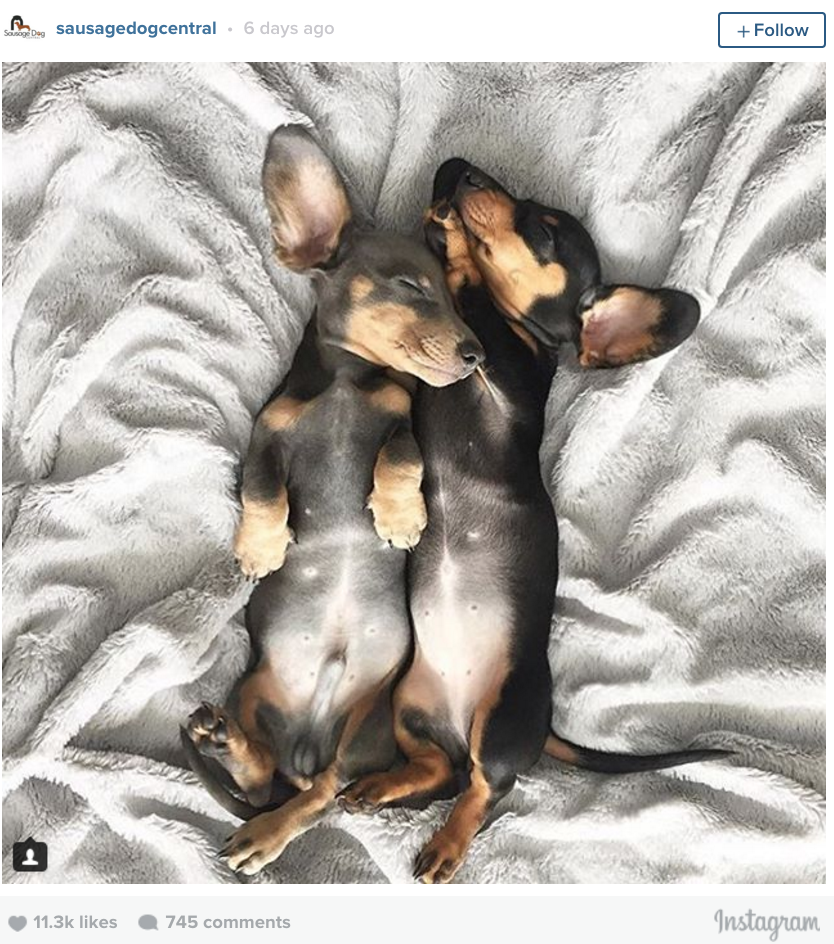 puppy bellies