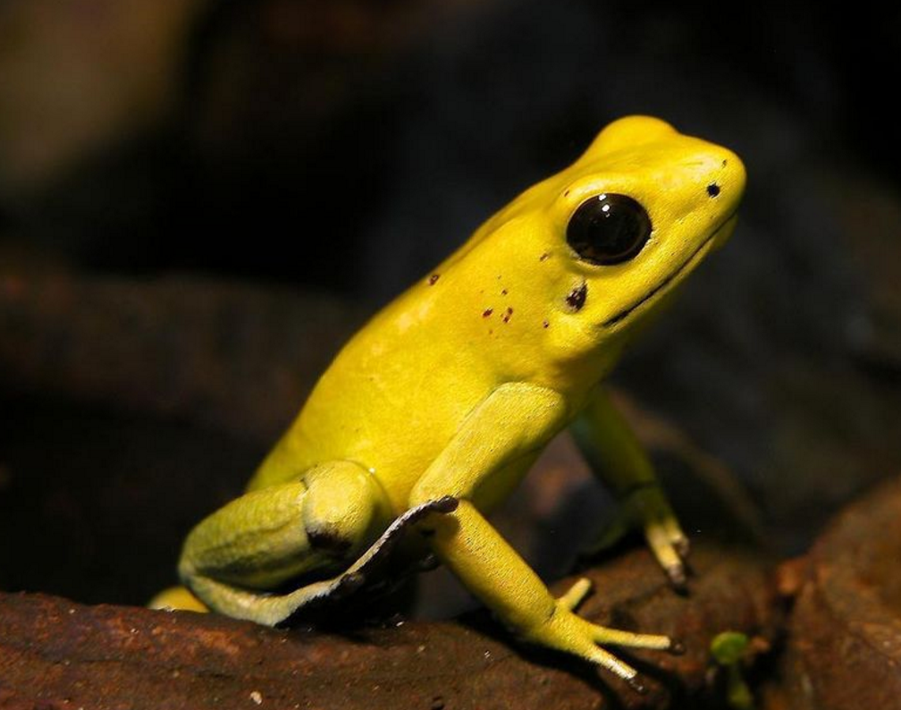poisonous dart frog