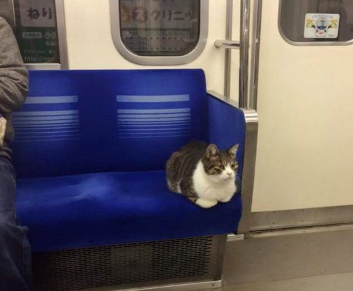 tokyo subway cat