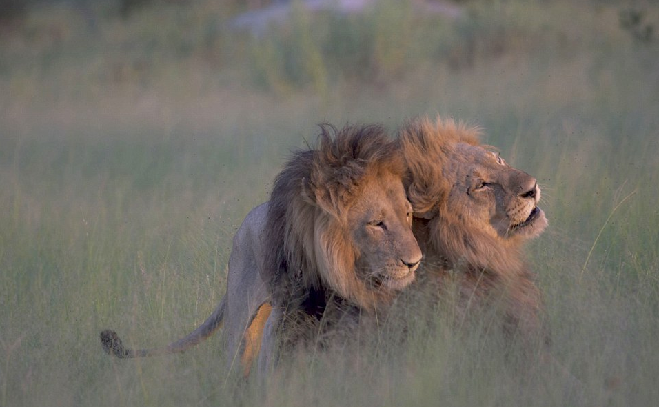 gay lions