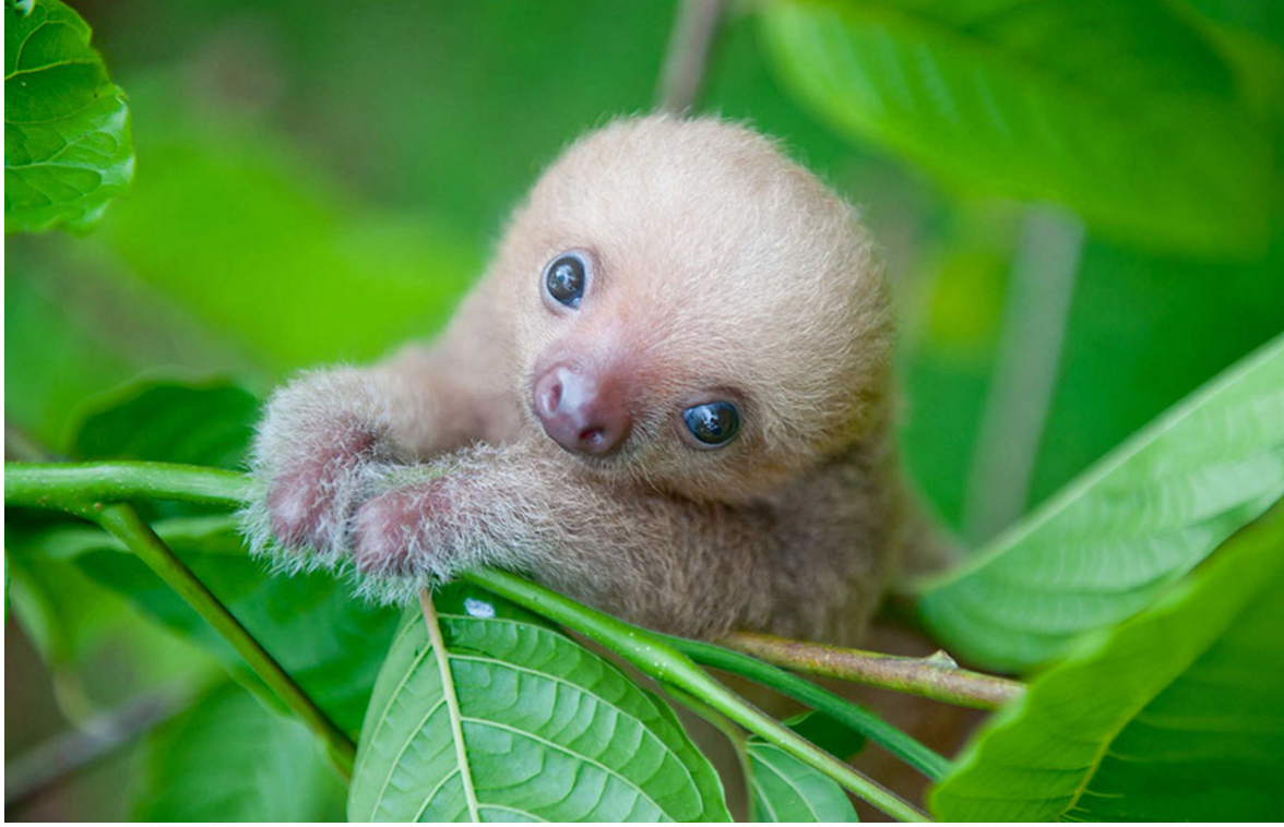 baby sloth institute