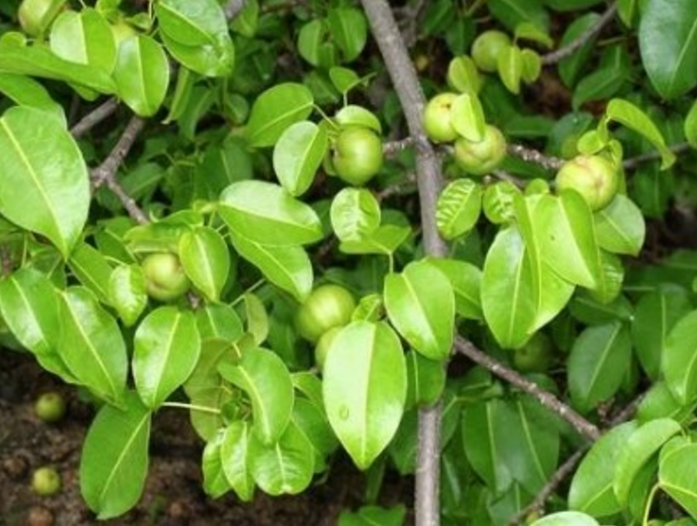 manchineel tree