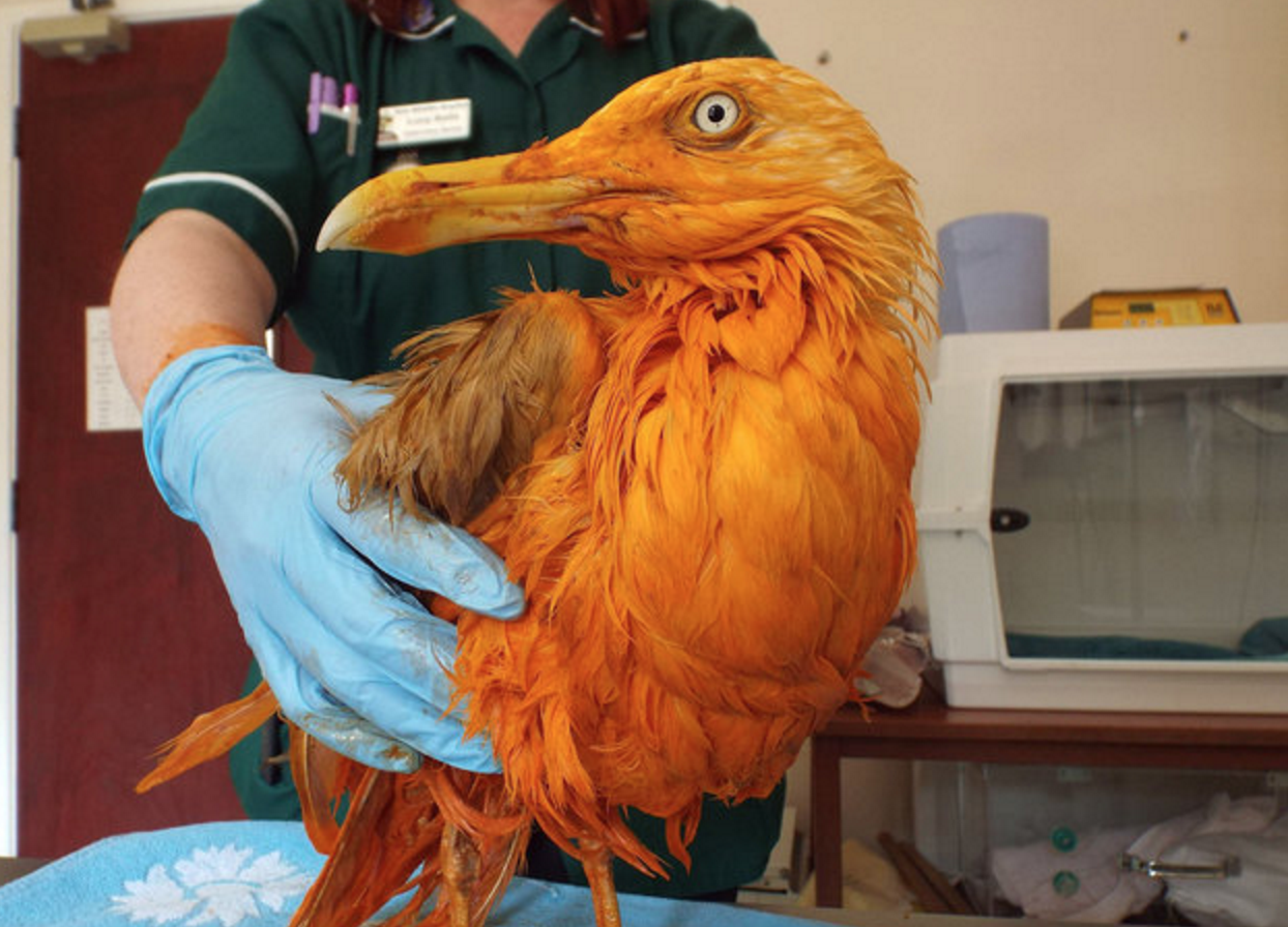 tikka masala seagull