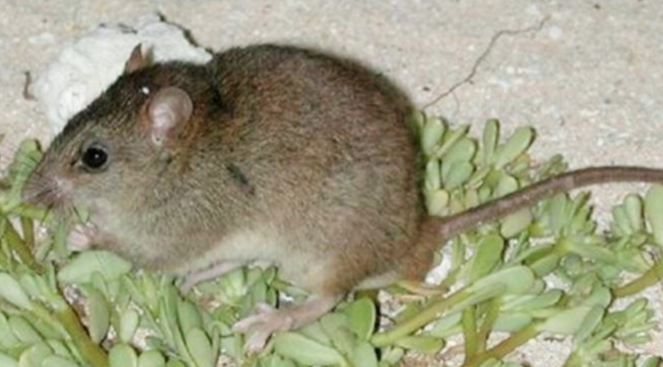 extinct global warming