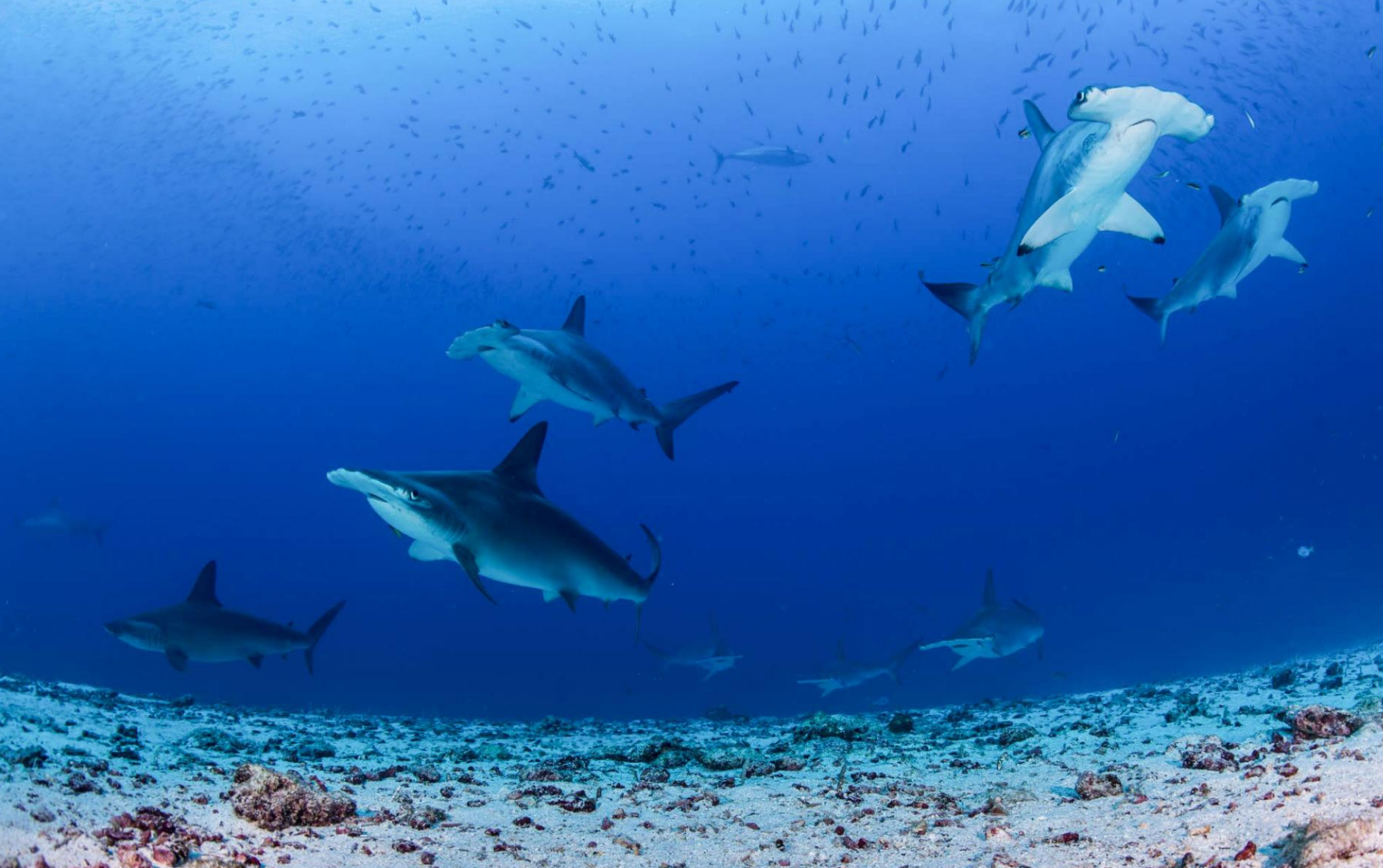 galapagos sharks