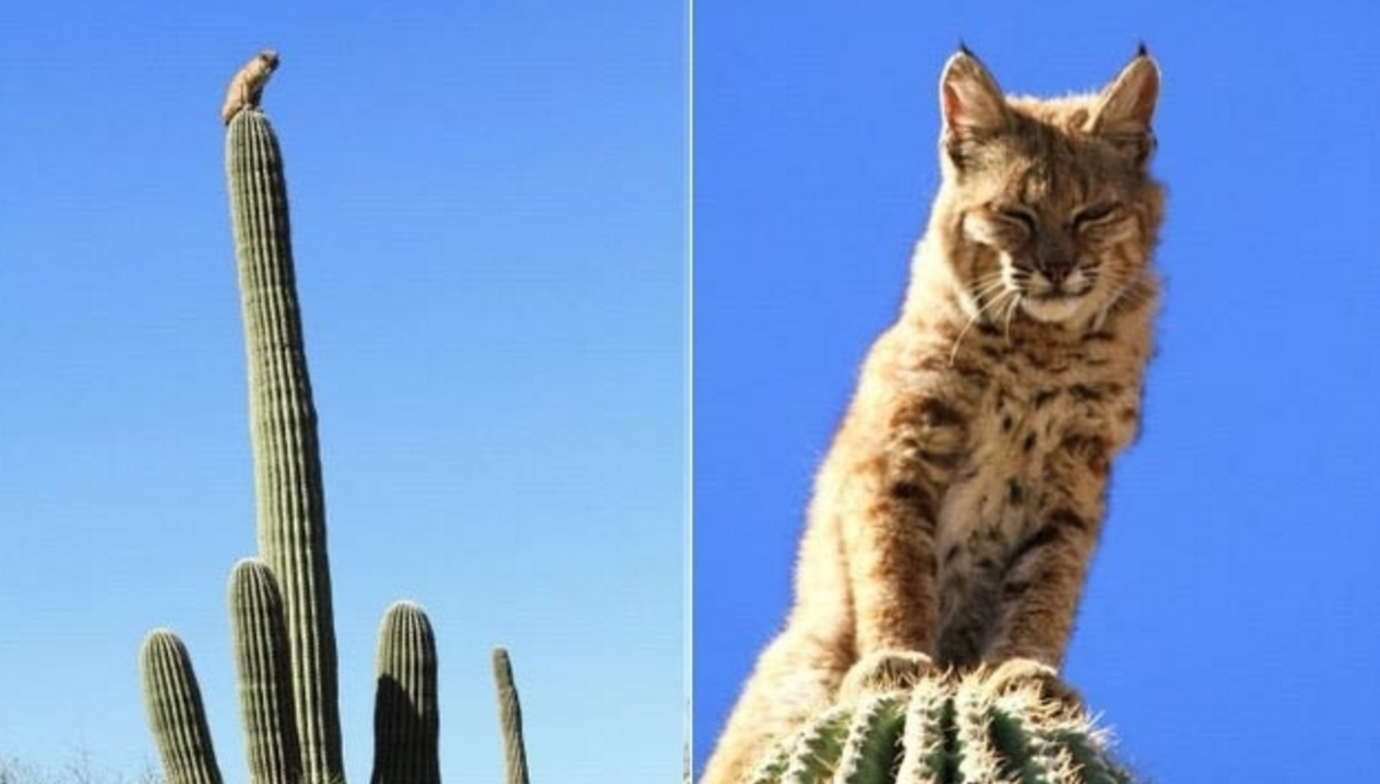 bobcat on a cactus