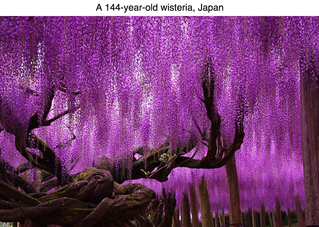 most beautiful trees