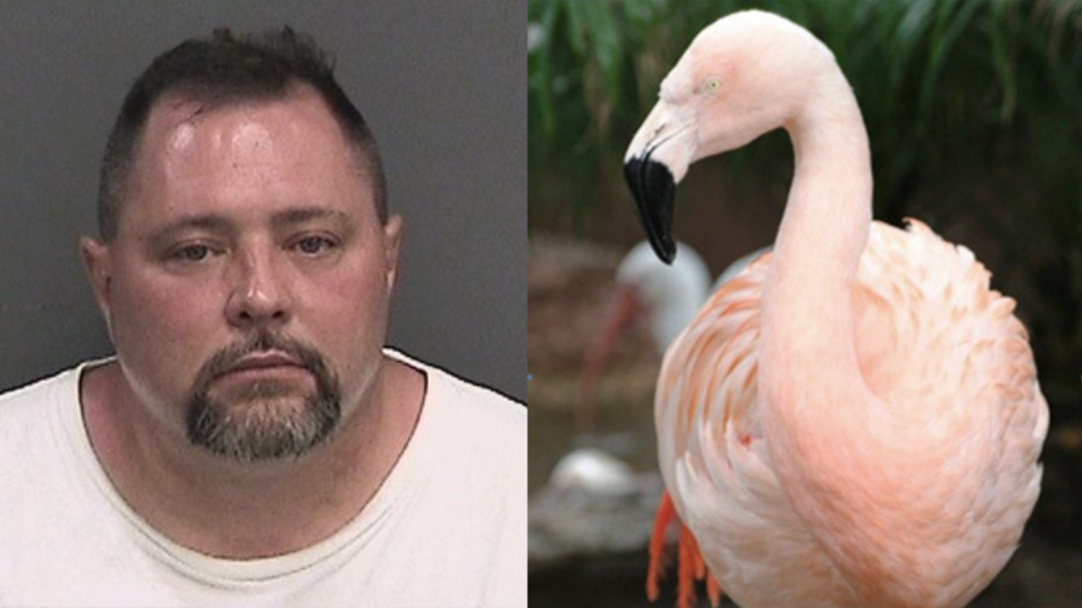 busch gardens flamingo