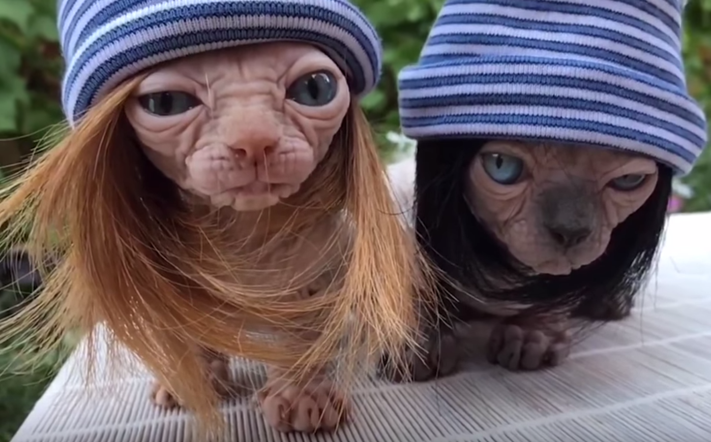 hairless cats in wigs