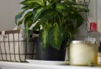 The best bathroom plants to keep you happy and healthy