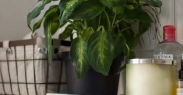 The best bathroom plants to keep you happy and healthy