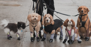 walkee paws dog leggings