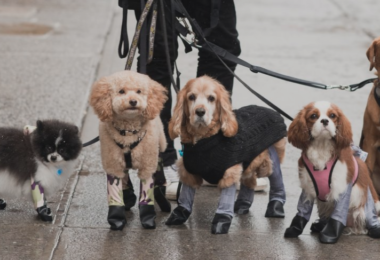 walkee paws dog leggings