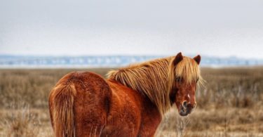 wild stallions, maryland