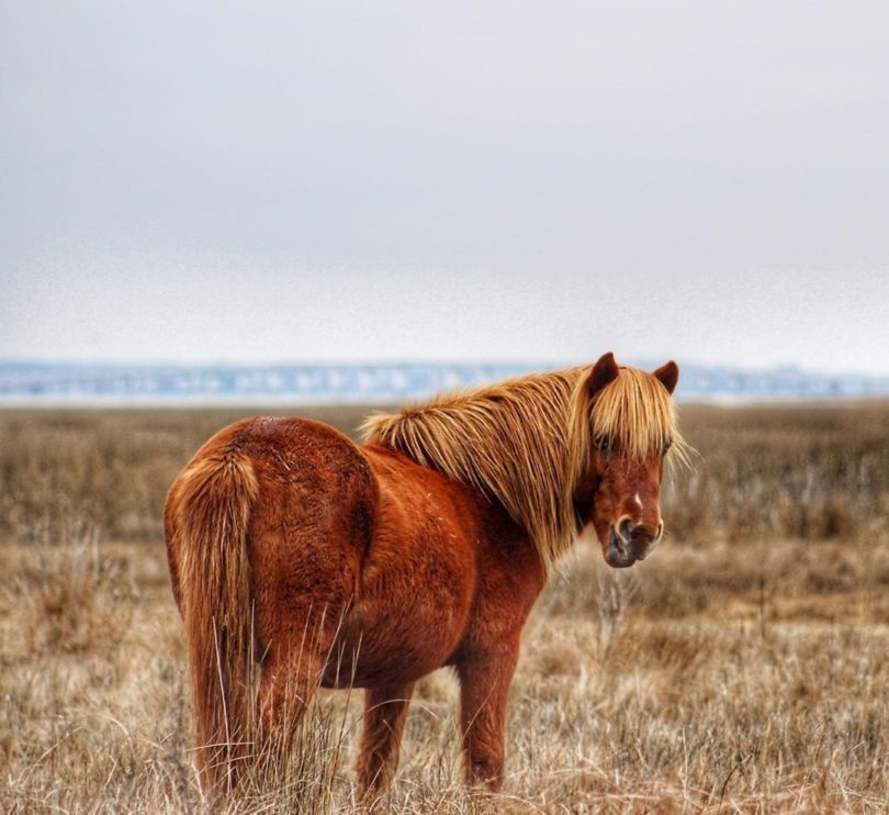 wild stallions, maryland