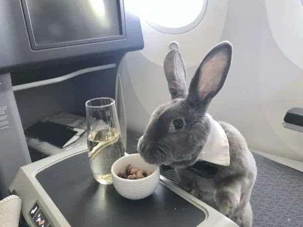 travel bunny