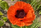 zone 6 perennials, poppy flower