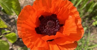 zone 6 perennials, poppy flower