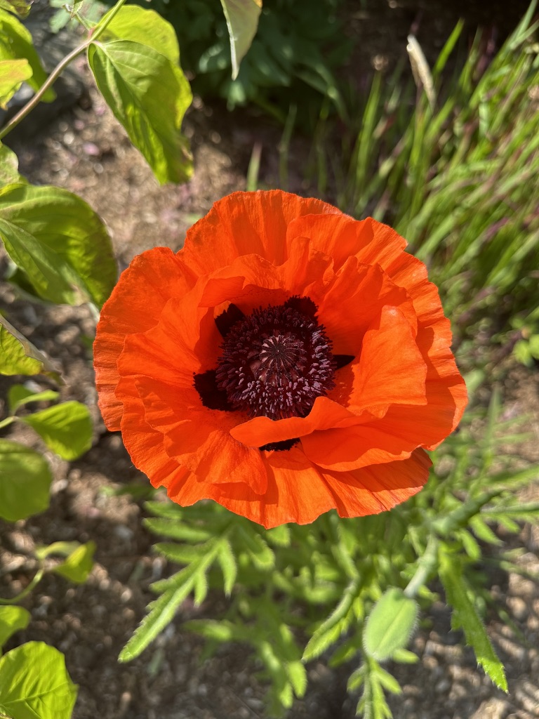 zone 6 perennials, poppy flower