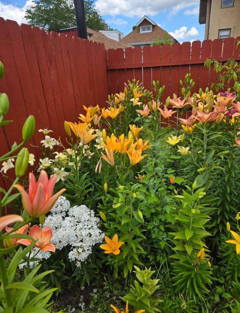 orange day lily garden